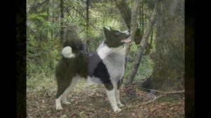 Русско-европейская лайка