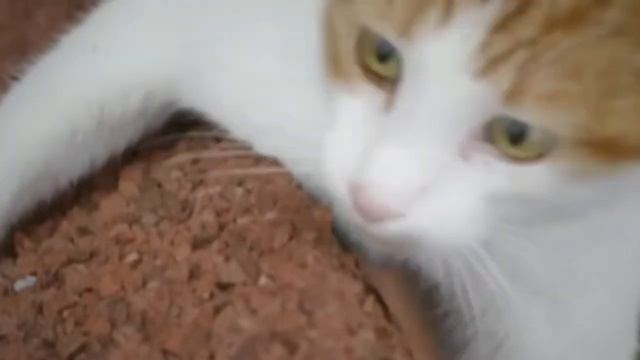 Прикол #4 КОТИК ПОДНИМАЛСЯ НА КРЫШУ И ... смотреть онлайн