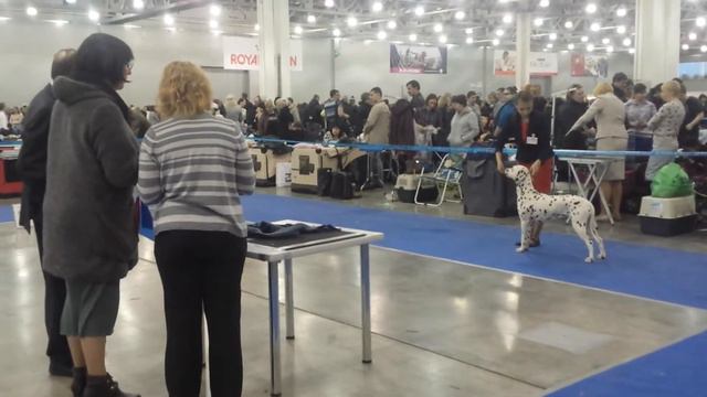 Далматины. Евразия-2 - 2015.(5) смотреть онлайн