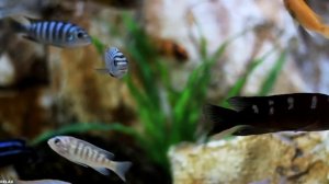 ? Аквариум с рыбками ? Музыка для сна, глубокий релакс ? Нежная музыка ? Relax Aquarium ? 4К