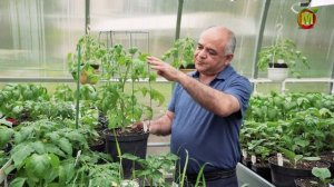 Горшечные  томаты. Томаты в горшках. Ампельные сорта томатов.