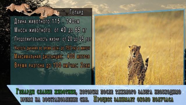 Какое самое быстрое в мире животное? | САМЫЕ САМЫЕ быстрые животные мира смотреть онлайн