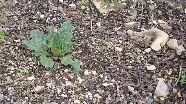 Кричит мандрагора.Scream of the mandrake#сад#мандрагора#море#горы#прогулка#Revie смотреть онлайн