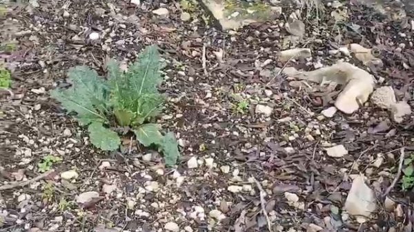 Кричит мандрагора.Scream of the mandrake#сад#мандрагора#море#горы#прогулка#Revie