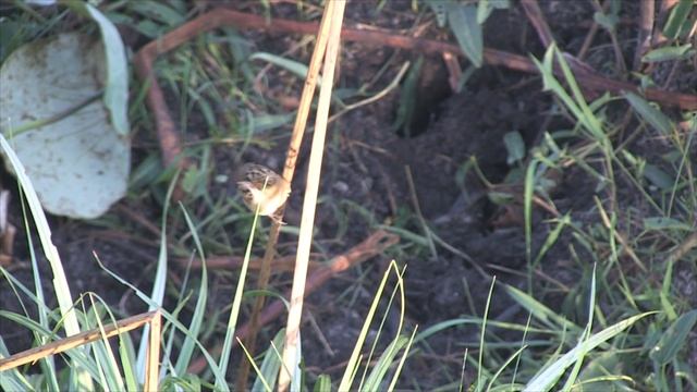 Zitting Cisticola or Streaked Fantail Warbler Cisticola juncidis смотреть онлайн