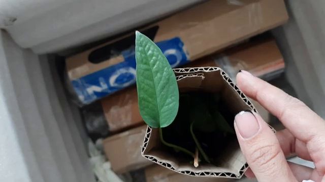 Упаковка растений для отправки почтой // распаковка моей посылки смотреть онлайн