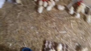 Микрочашечные поилки для цыплят бройлеров и молодняка с/х птицы