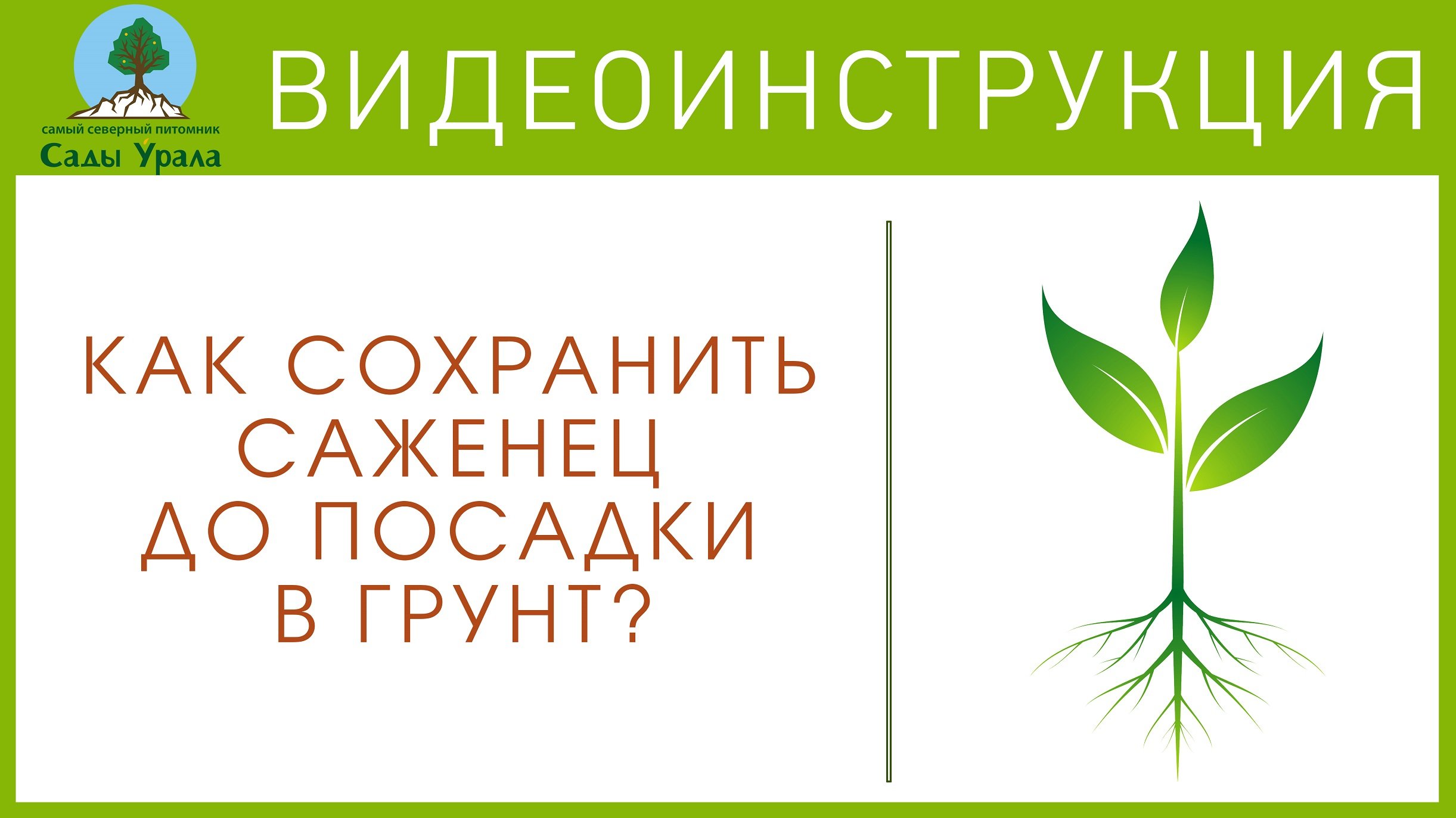 Как сохранить саженцы до посадки? Видеоинструкция от питомника Сады Урала смотреть онлайн