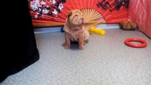 Щенок шарпей девочка, продажа.