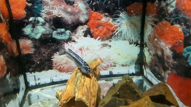 Меланохромис майнгано. Мальки. (Melanochromis maingano fry) смотреть онлайн