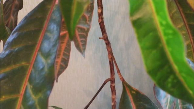 ЯНТАРНАЯ КИСЛОТА | ВОТ ЭТО ВОЛШЕБСТВО! смотреть онлайн