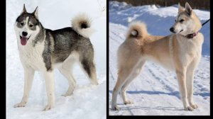 Самые шумные породы собак  Собаки -чемпионы по лаю Породы собак которые постоянно лают