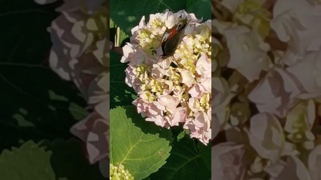 Butterfly dance on flowers. "Бабочка Павлиний Глаз, хоботком цветок целуя, строит глазки мне..." смотреть онлайн