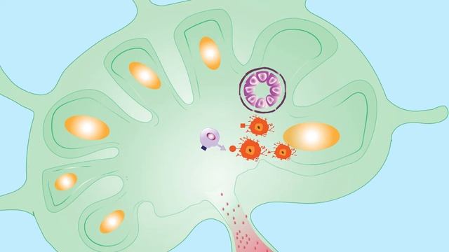 How do T lymphocytes regulate movement out of lymph nodes? смотреть онлайн