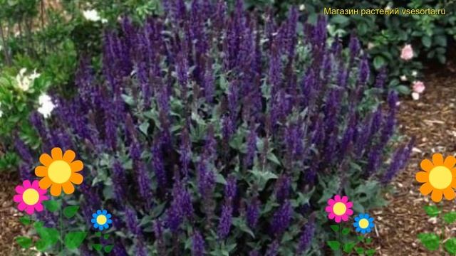 Шалфей дубравный Сенсейшн Компакт Вайолет. Краткий обзор salvia nemorosa Sensation Compact Violet смотреть онлайн