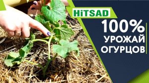 КАК ПРАВИЛЬНО Формировать Огурцы  100% Урожай Огурцов   Советы От Хитсад ТВ