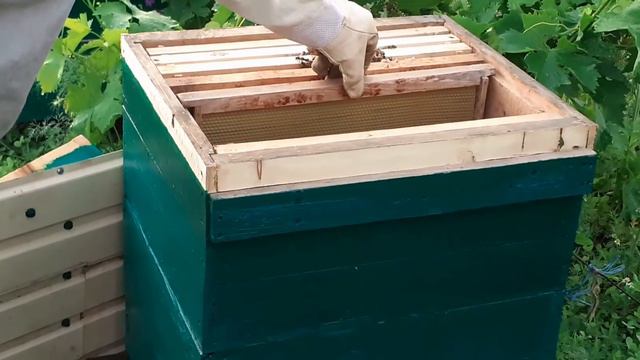 Привезли из леса полные ловушки пчел.Пересадка пчел из ловушек в улей. смотреть онлайн