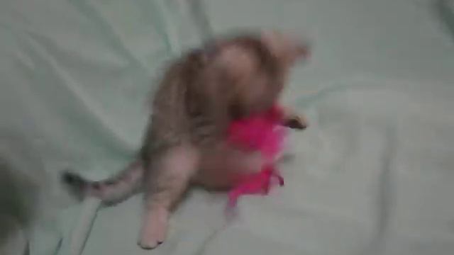 Шотландская прямоухая кошечка Долорес; 1,5 месяца смотреть онлайн