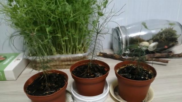 Мохариумы сосны в квартире и клубника на подоконнике ОГО! смотреть онлайн