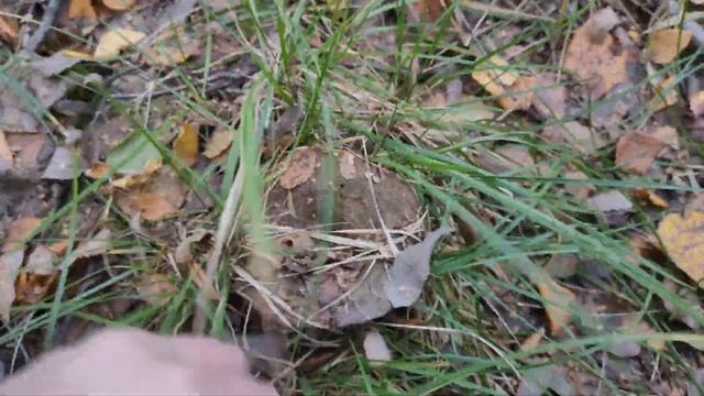 Грибы в конце сентября, Ленинградская область. Боровики, Грузди чёрные и белые. смотреть онлайн