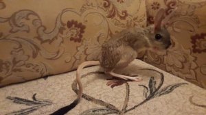 Тушканчик большой, земляной заяц