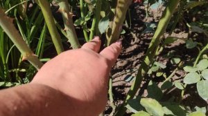 Как отличить чайно -гибридную розу. Обрезка чайно - гибридной розы ?