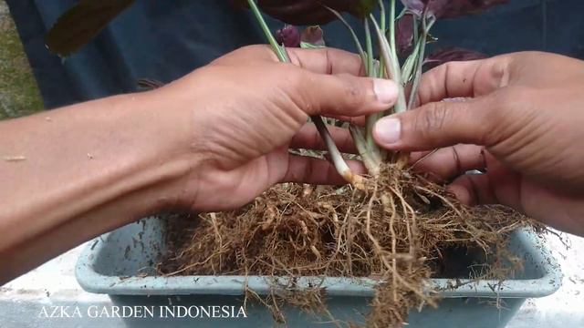 #122 Begini Step by Step Cara Mudah Memperbanyak CALATHEA l 1 Pot Dapat Banyak Anakan !! смотреть онлайн