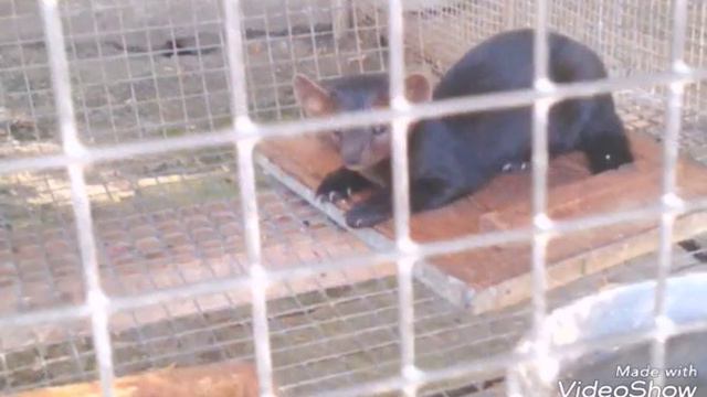 Большереченский зоопарк смотреть онлайн