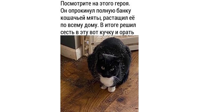 САМОКУСЬ – НОВАЯ ПОРОДА КОТОВ! Приколы с котами | Мемозг #546