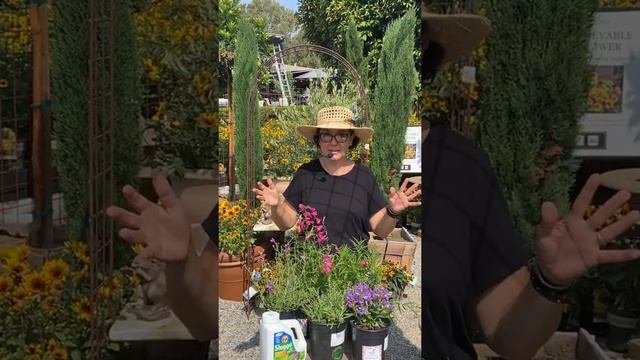 How to Successfully Grow Penstemon, a Great Hummingbird Attractor with Sarah Smith смотреть онлайн