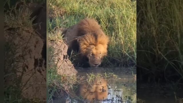 Белый Тигр. Мутация. Рёв Льва. Рёв Тигра. Захватывающее. Хищники. Львята. смотреть онлайн