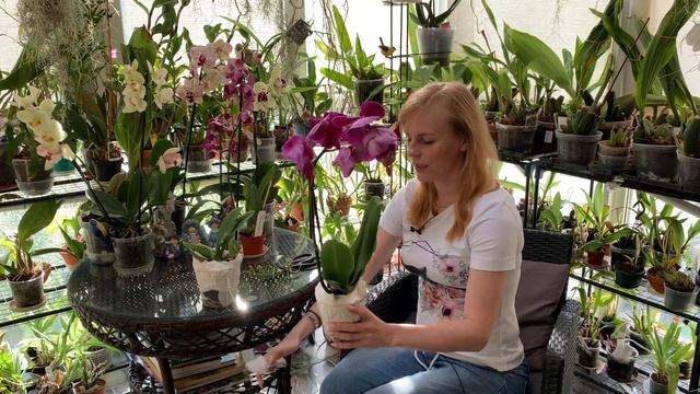 Посылка с новыми орхидеями смотреть онлайн