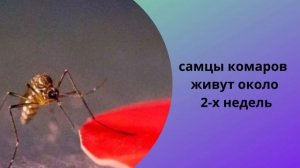 Комары Что стоит знать о комарах Интересные факты о комарах