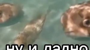 Ну и ладно (мем с рыбами)