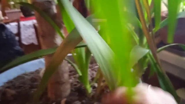 Пеларгония зональная ( герани) зимуют на даче Юкка неприхотливая Уход за растениями зимой смотреть онлайн