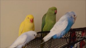 Как я приручила дикого ожерелового попугая. My Way To Tame A Very Aggressive parrot)))