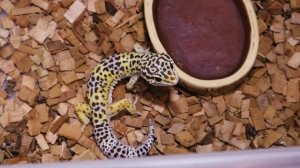 Пятнистый эублефар – уход и содержание. Леопардовый геккон как ухаживать