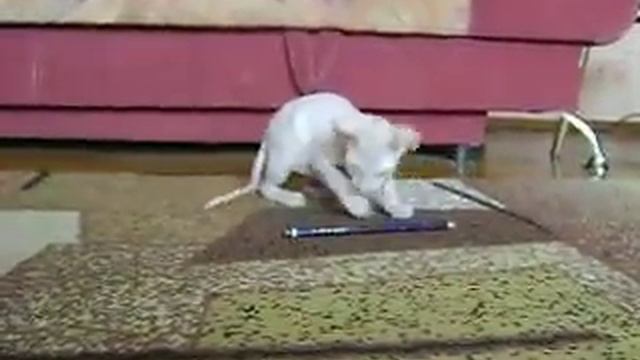 Ubik смотреть онлайн