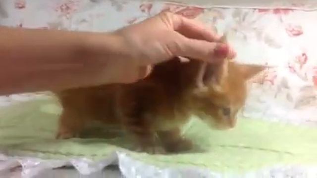 Котята мейн кун. Котик Бонифаций. Питомник мейн кунов_Мистер Кун смотреть онлайн
