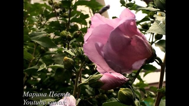 ГИБИСКУС СИРИЙСКИЙ - ВСЕ О ВЫРАЩИВАНИИ