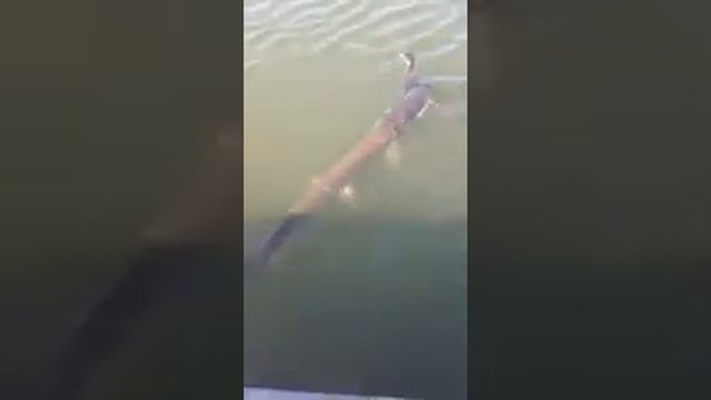 Щука - монстр уносит под воду утку смотреть онлайн