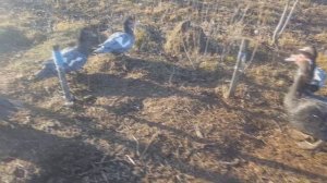 Голубая мускусная утка (Индоутка, шипуны) содержание и разведение