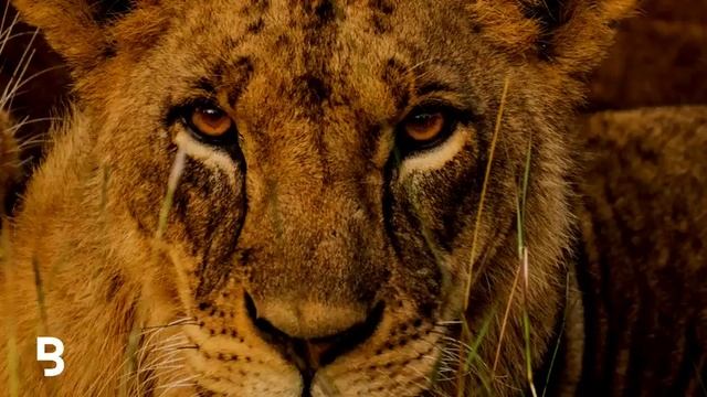 Prophetic Worship Music - ELOHIM Intercession Prayer Instrumental смотреть онлайн