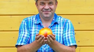 Томат Дыневый мёд F1, как ласково мы его называем Дынюшка!