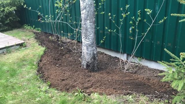Высаживаем астры на клумбу. Астры зацветут в июне! смотреть онлайн