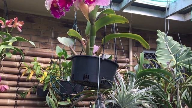Цветение Супер Орхидеи. Unreal Orchid in Bloom. смотреть онлайн