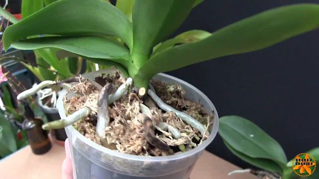 Store Bought Phalaenopsis Pt 14 - A Mid-Season Update смотреть онлайн