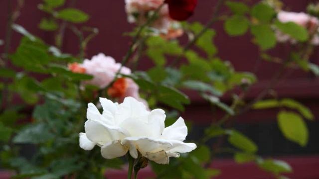 Август 2019 на даче все цветет - розы смотреть онлайн