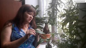 ДРИМИОПСИС - новое приобретение в моей коллекции. Мой опыт по уходу.