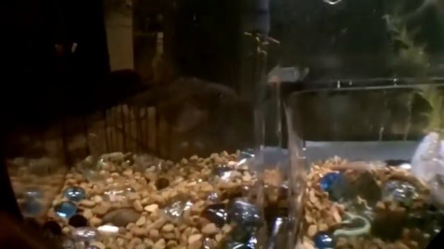 are you turtle enough for the turtle club смотреть онлайн